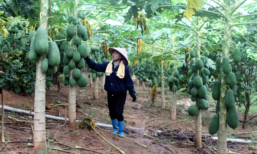 Liên kết Mb6626.com ưu đãi độc quyền: Tăng giá trị, thuận đầu ra 